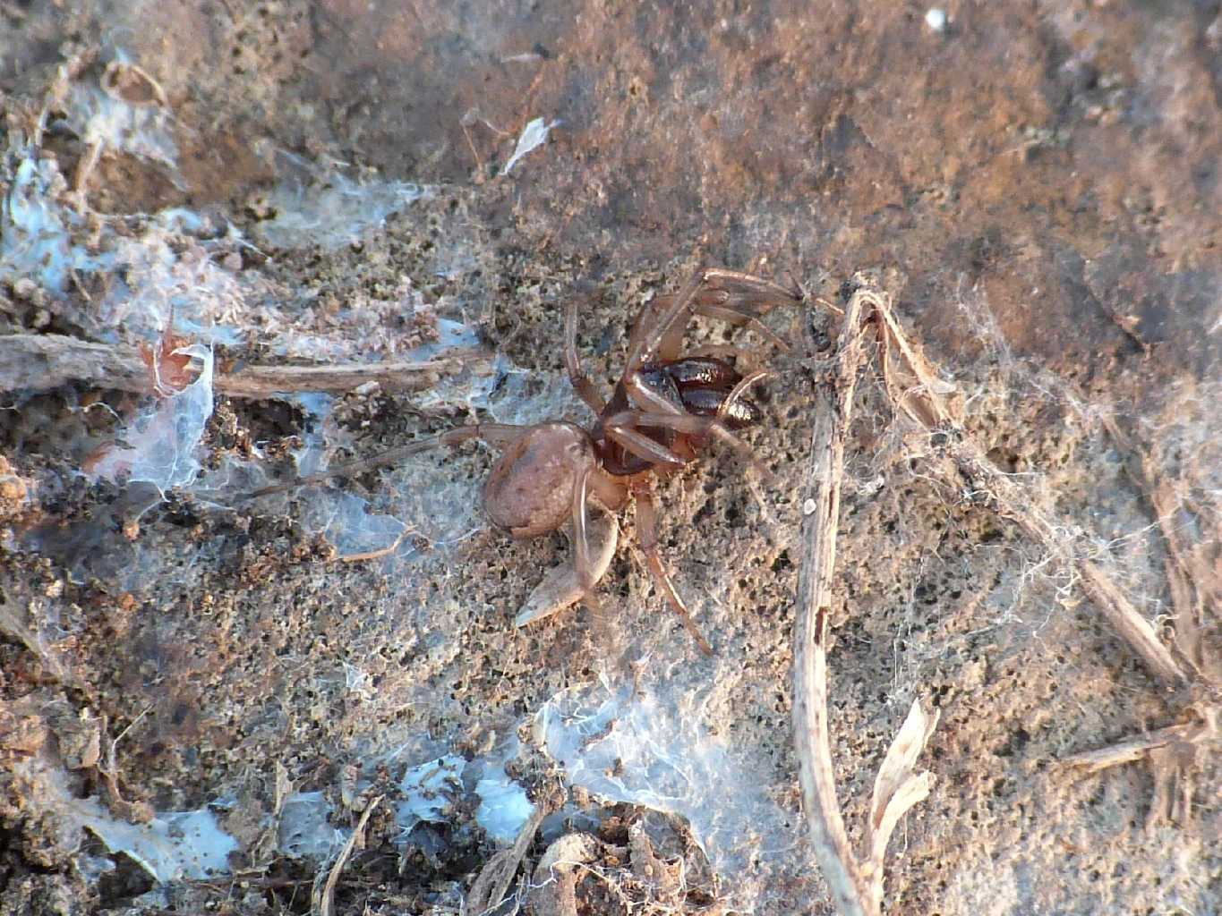 Maschio di Enoplognatha mandibularis - Tolfa (RM)